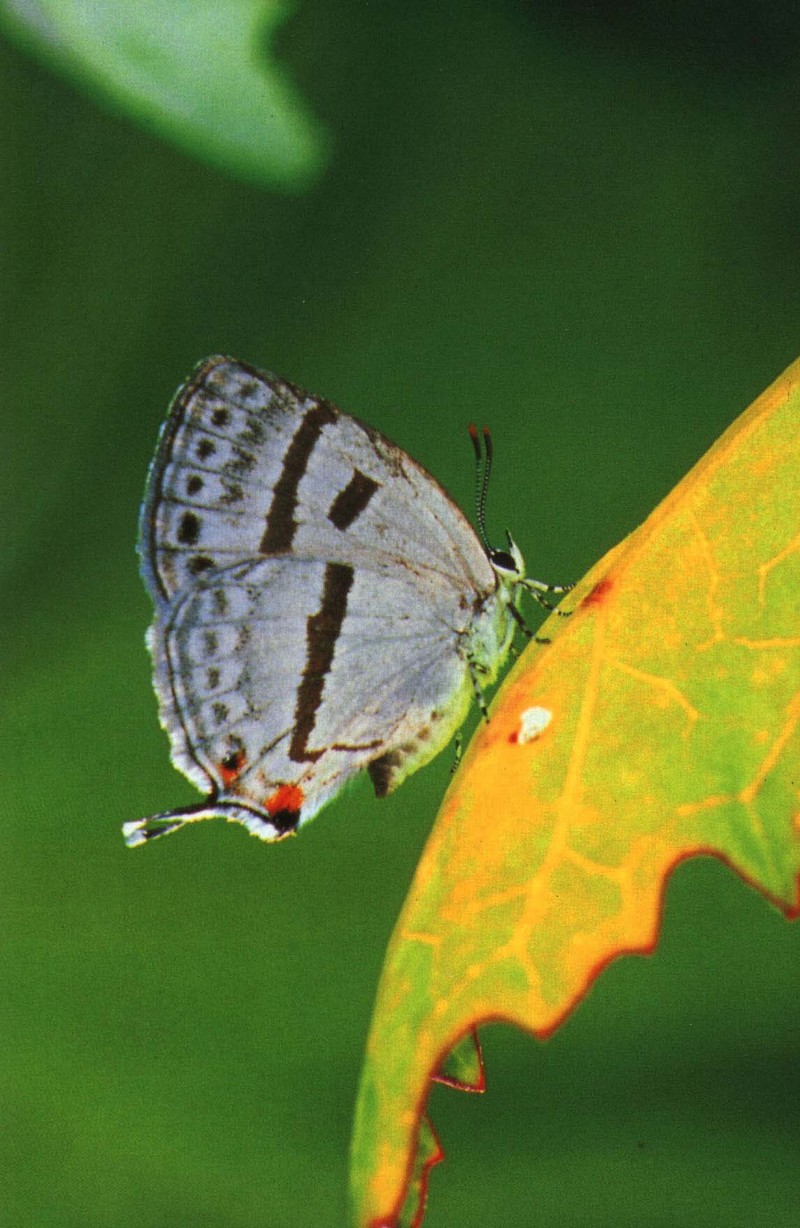 사라져 가는 우리 나비... 원본입니다. 4 물빛긴꼬리부전나비 Antigius attilia; DISPLAY FULL IMAGE.