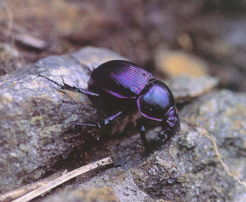 북방보라금풍뎅이, Eogeotrupes laevistriatus; DISPLAY FULL IMAGE.