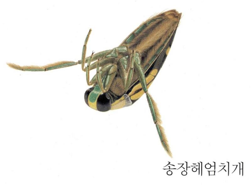 송장헤엄치게 (40KB); DISPLAY FULL IMAGE.