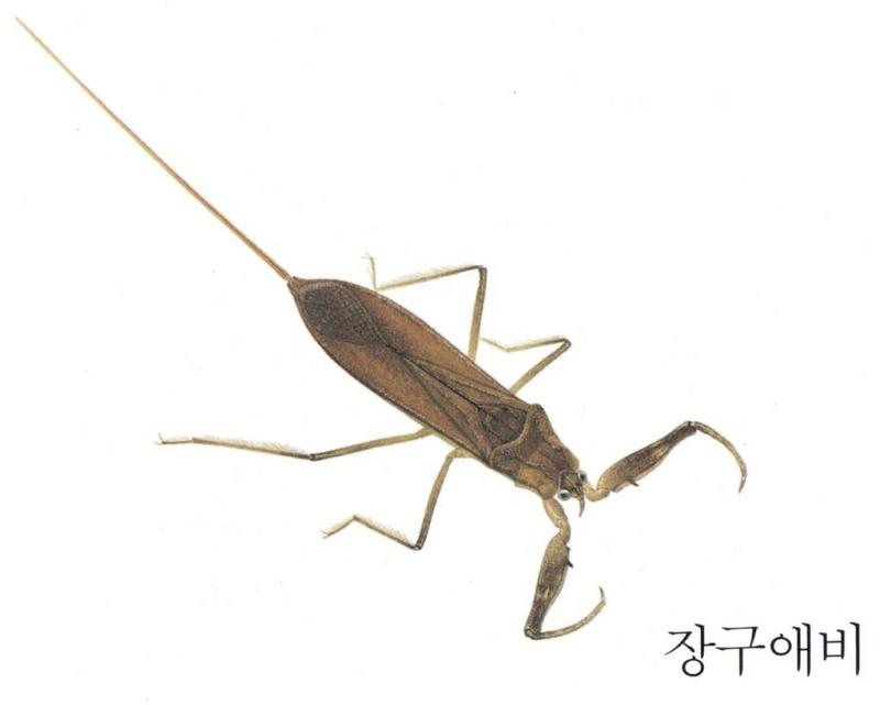 장구애비 Laccotrephes japonensis (Japanese Water Scorpion); DISPLAY FULL IMAGE.