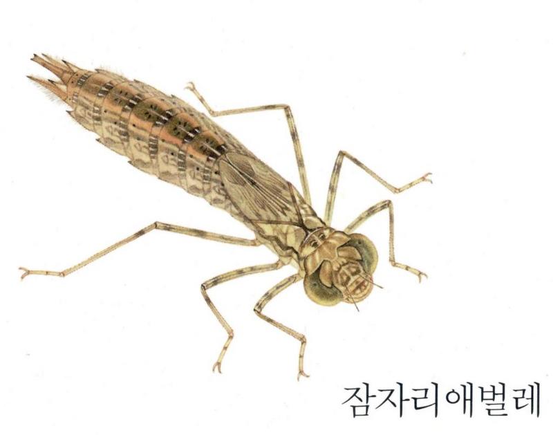 잠자리의 유충 (47KB); DISPLAY FULL IMAGE.