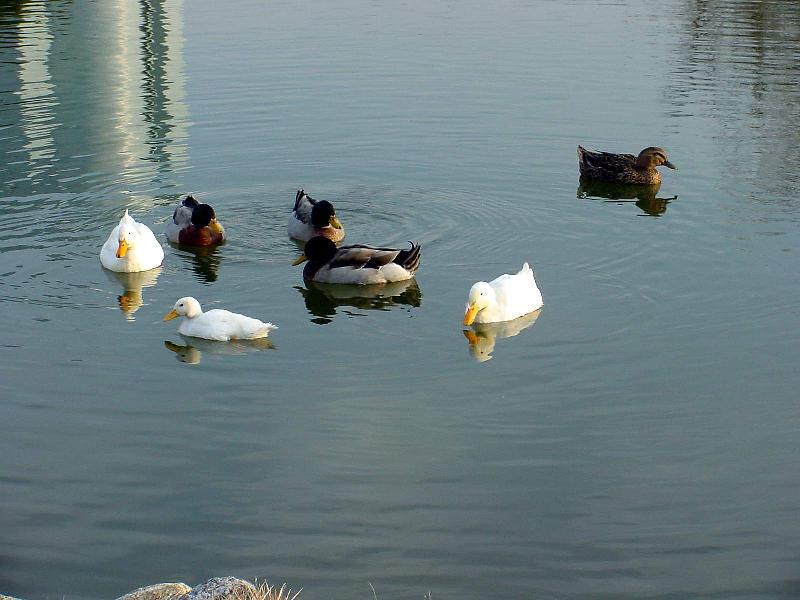 Mallard Ducks and Domestic Ducks 02; DISPLAY FULL IMAGE.