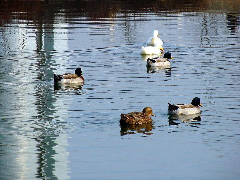 Mallard Ducks and Domestic Ducks 04; DISPLAY FULL IMAGE.
