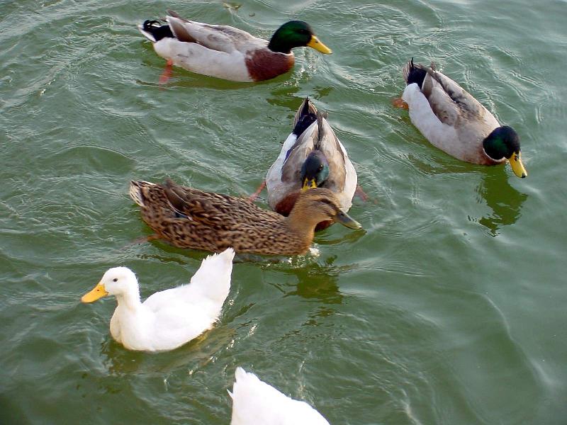Mallard Ducks and Domestic Ducks 06; DISPLAY FULL IMAGE.