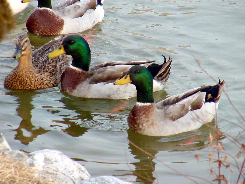 Mallard Ducks and Domestic Ducks 08; DISPLAY FULL IMAGE.