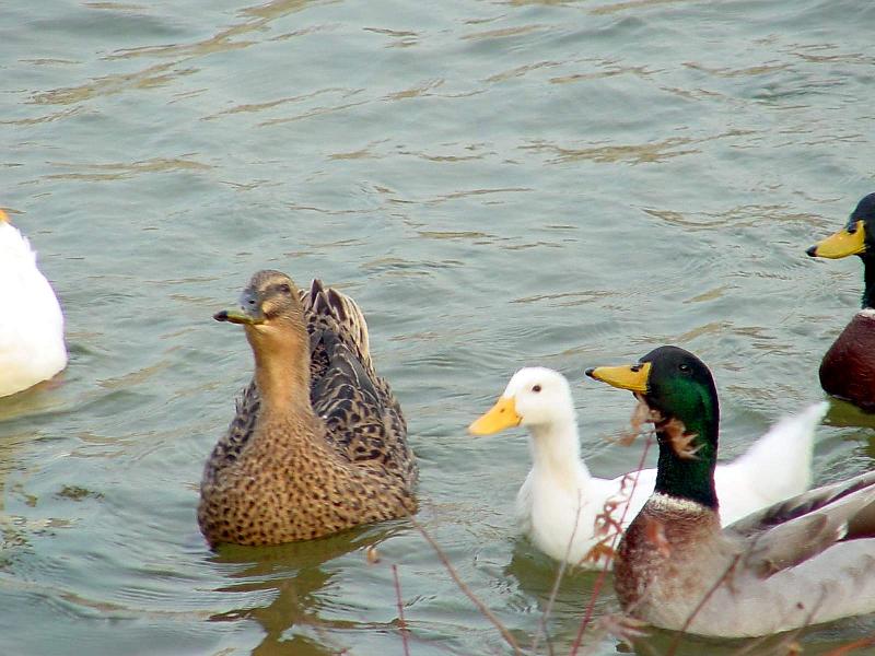 Mallard Ducks and Domestic Ducks 11; DISPLAY FULL IMAGE.