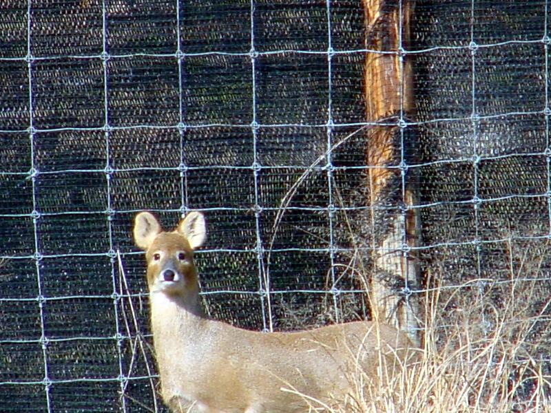 Water Deer from Korea (1/7); DISPLAY FULL IMAGE.