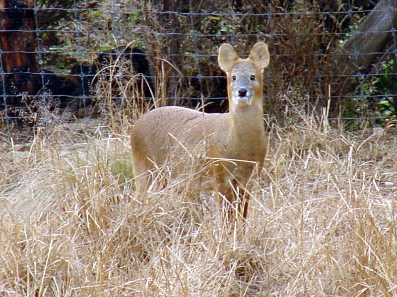 Water Deer from Korea (3/7); DISPLAY FULL IMAGE.