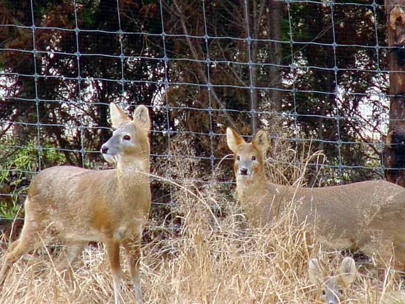 Water Deer from Korea (4/7); DISPLAY FULL IMAGE.