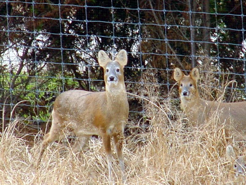 Water Deer from Korea (5/7); DISPLAY FULL IMAGE.