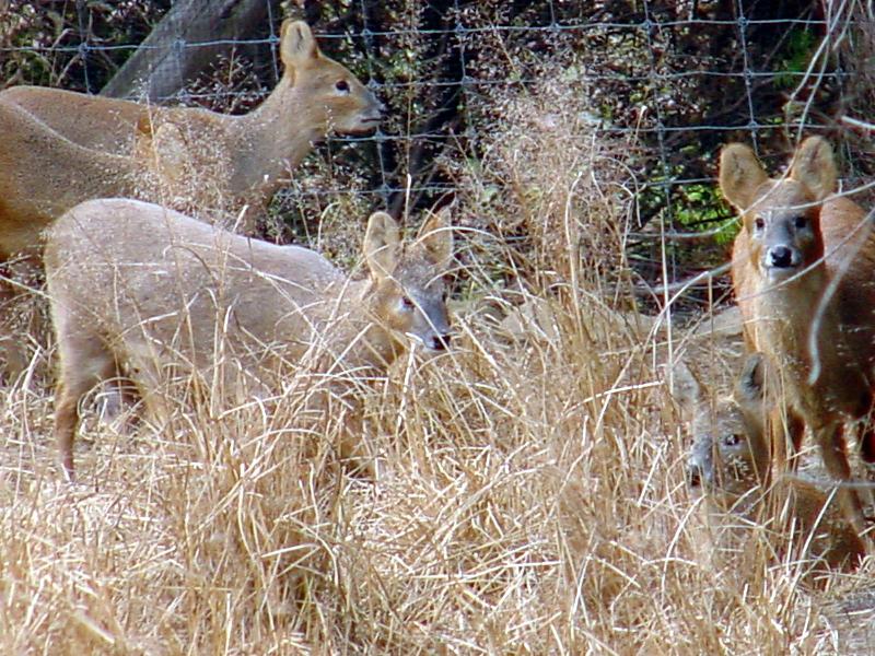 Water Deer from Korea (6/7); DISPLAY FULL IMAGE.