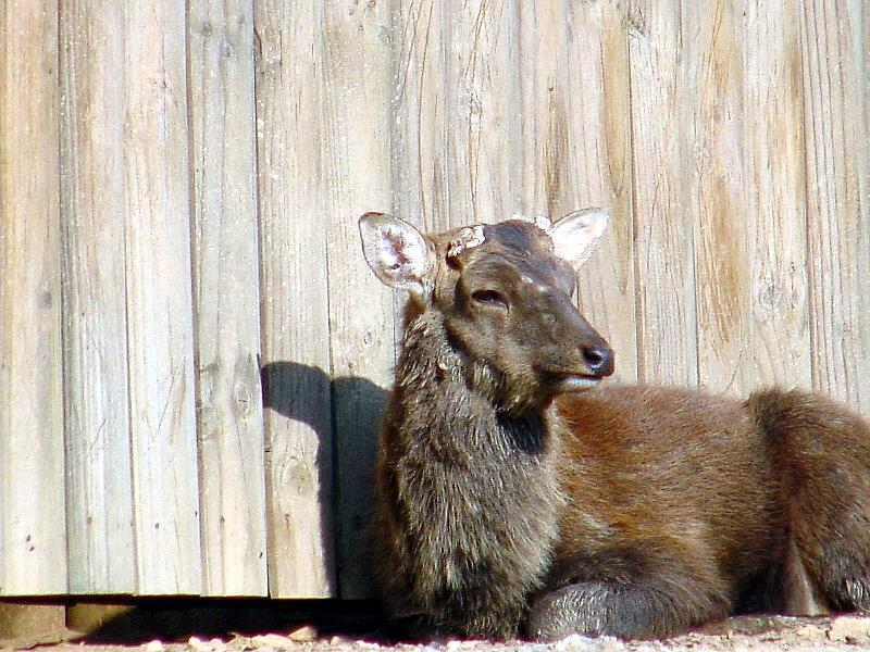 Manchurian Sika (Cervus nippon mantchuricus) {!--대륙사슴-->; DISPLAY FULL IMAGE.