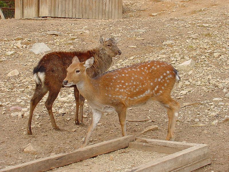 Manchurian Sika (Cervus nippon mantchuricus) {!--대륙사슴-->; DISPLAY FULL IMAGE.
