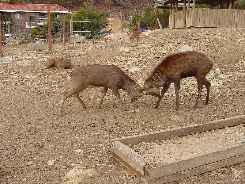 Manchurian Sika (Cervus nippon mantchuricus) {!--대륙사슴-->; DISPLAY FULL IMAGE.