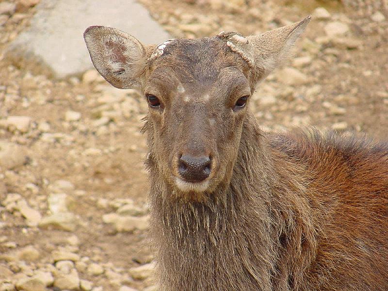 Manchurian Sika (Cervus nippon mantchuricus) {!--대륙사슴-->; DISPLAY FULL IMAGE.