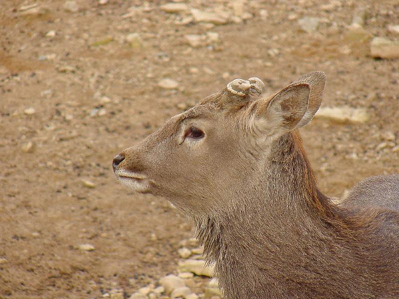 Manchurian Sika (Cervus nippon mantchuricus) {!--대륙사슴-->; DISPLAY FULL IMAGE.