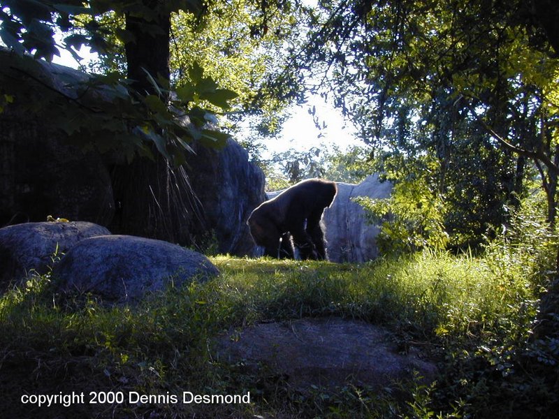 lowland gorilla - silverback; DISPLAY FULL IMAGE.