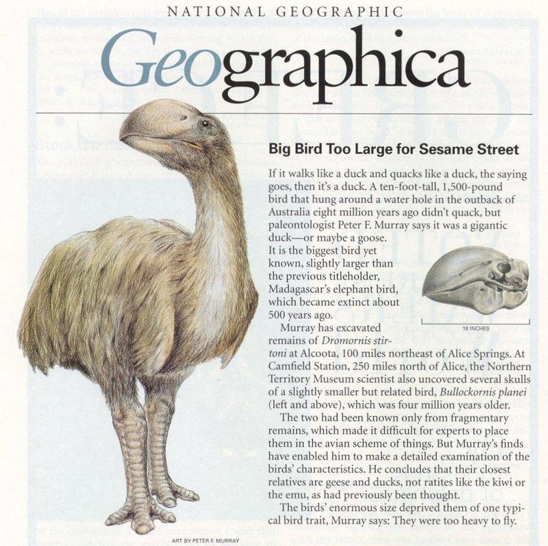 Re: Req: Prehistoric Life - bullockornis_planei.jpg; DISPLAY FULL IMAGE.