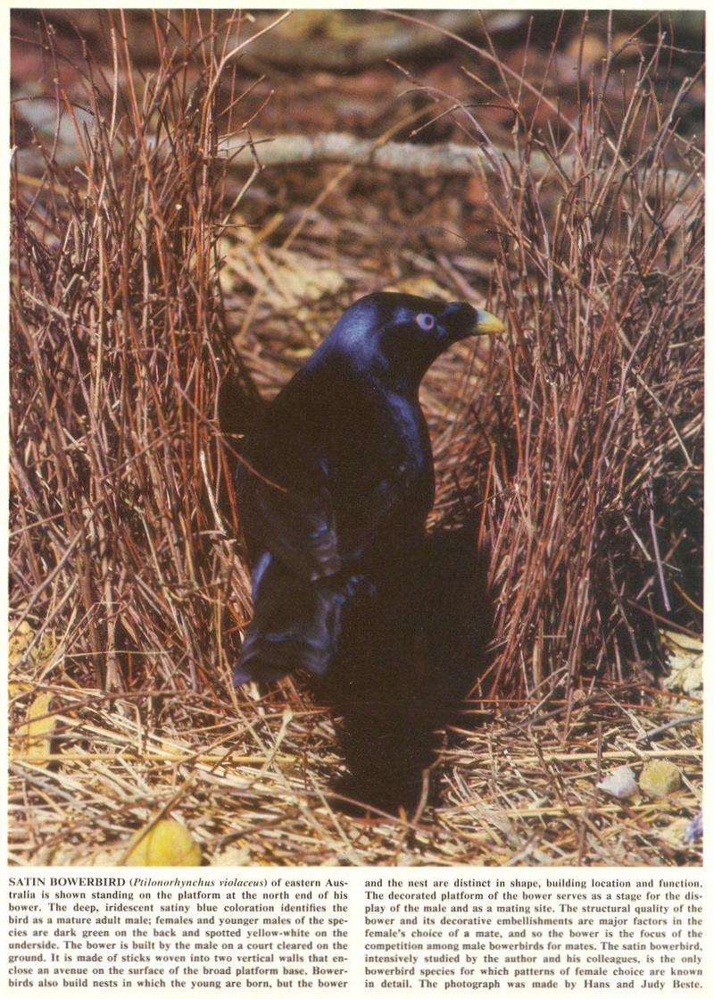 Scans from Scientific American - Repost - satin_bowerbird.jpg; DISPLAY FULL IMAGE.