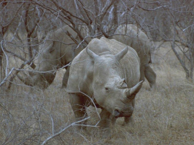 Re: Rhinos  post some please :-) - white_rhino.jpg; DISPLAY FULL IMAGE.