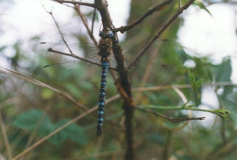 Insects from Holland; DISPLAY FULL IMAGE.