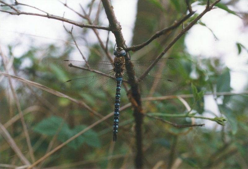 Insects from Holland; DISPLAY FULL IMAGE.