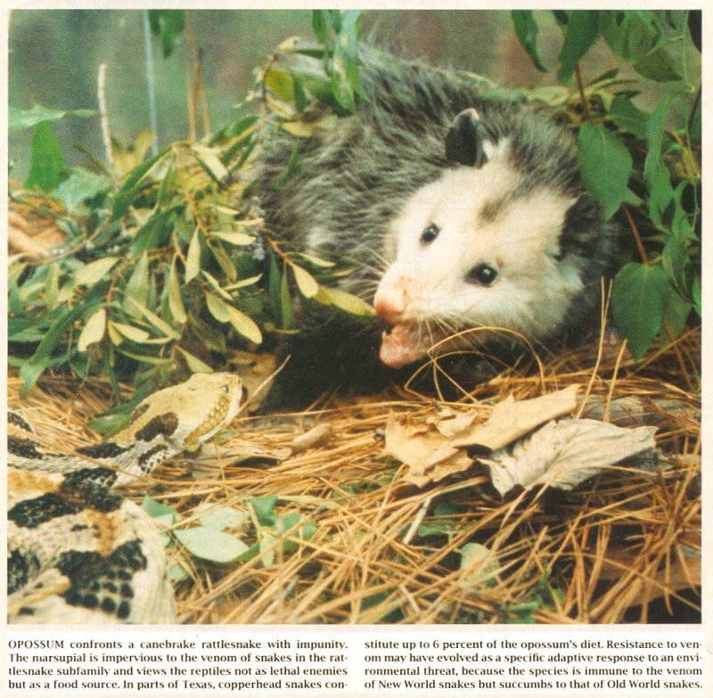 Request for Opossum - Virginia opossum with rattlesnake; DISPLAY FULL IMAGE.