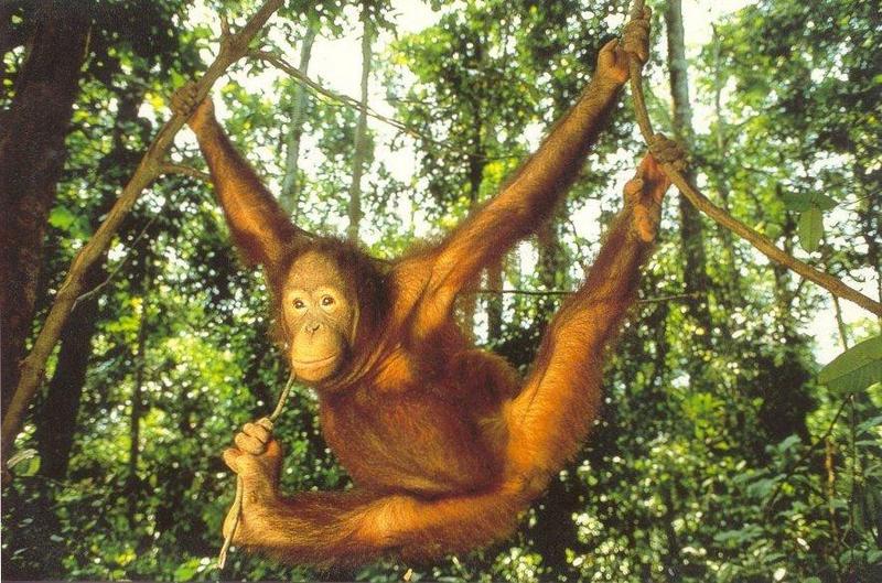 WWF Postcard - orang_utan.jpg; DISPLAY FULL IMAGE.