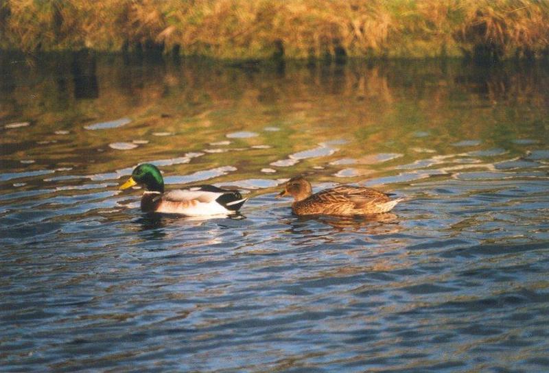 Birds from the Netherlands - mallards2.jpg; DISPLAY FULL IMAGE.