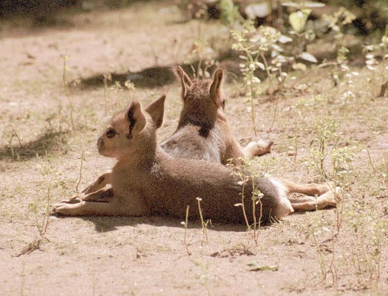 More zoo siesta pics - Wilhelma Zoo, young Mara; DISPLAY FULL IMAGE.