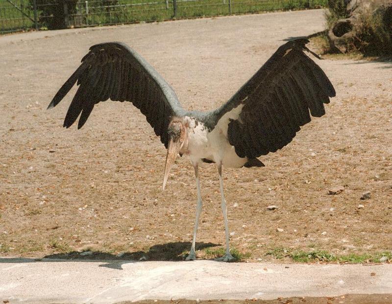 The cutest birdie of Frankfurt Zoo - Marabu refueling with some solar energy; DISPLAY FULL IMAGE.