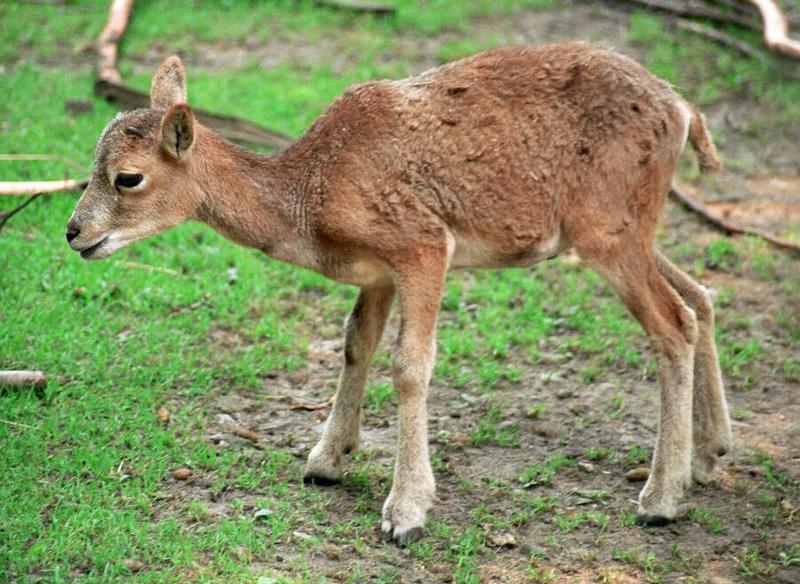 More Neumuenster Animal Park - Mufflon kid exploring the world; DISPLAY FULL IMAGE.