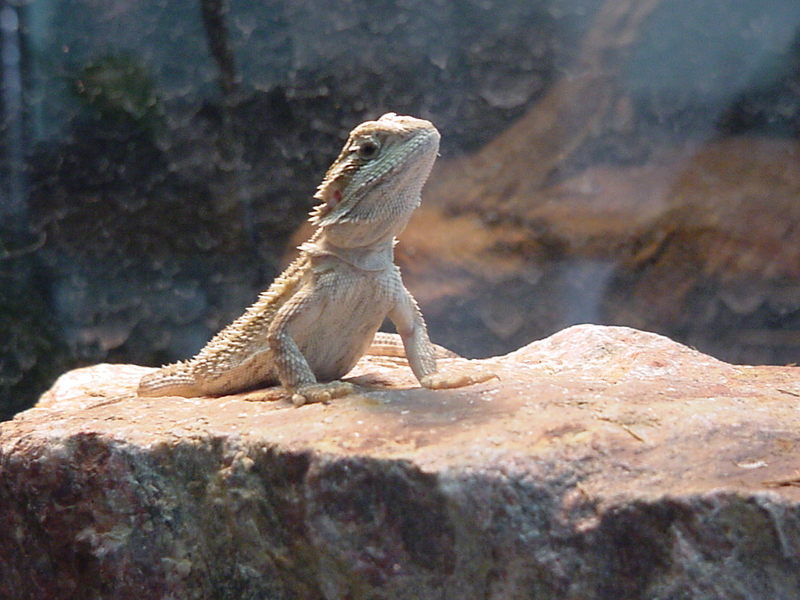 Bearded Dragon; DISPLAY FULL IMAGE.