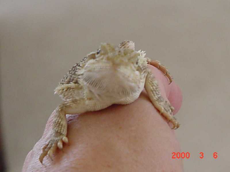 Re: Bearded Dragon (2); DISPLAY FULL IMAGE.