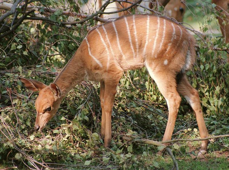 More Hannover Zoo - Nyala kid having a snack - new pics on my web page; DISPLAY FULL IMAGE.