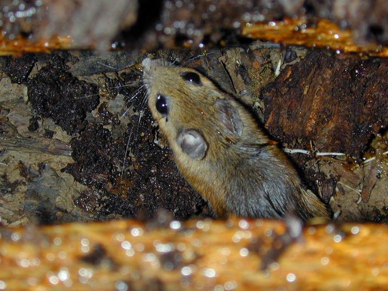 white footed deermouse; DISPLAY FULL IMAGE.