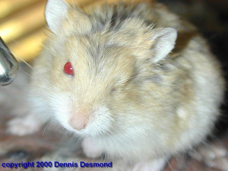 Patch, Dzungarian Hamster; DISPLAY FULL IMAGE.