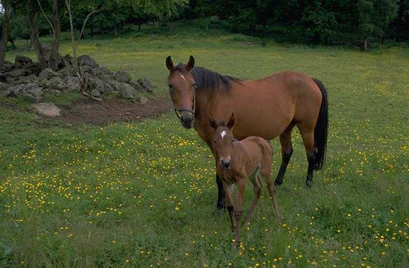 horse with colt; DISPLAY FULL IMAGE.