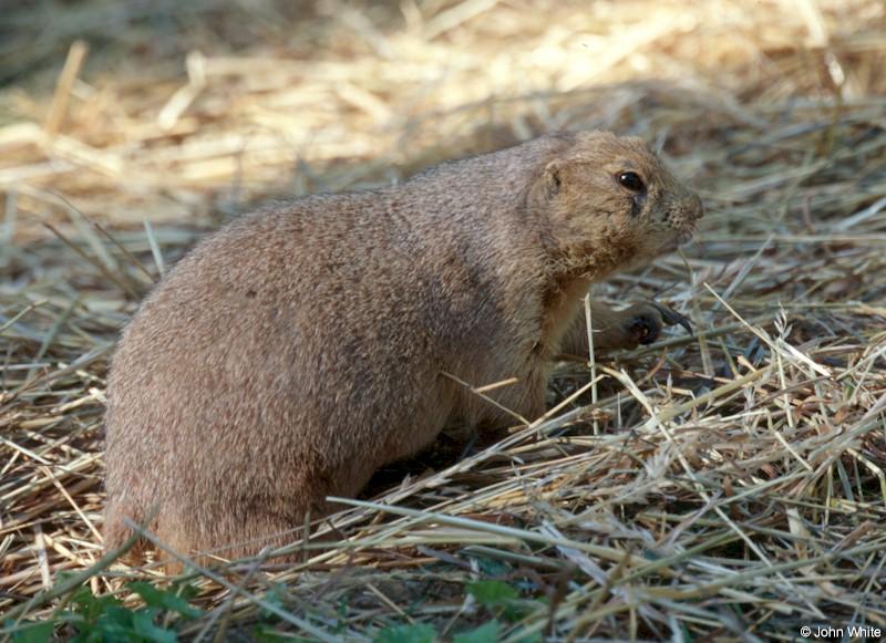 Prairie Dog; DISPLAY FULL IMAGE.
