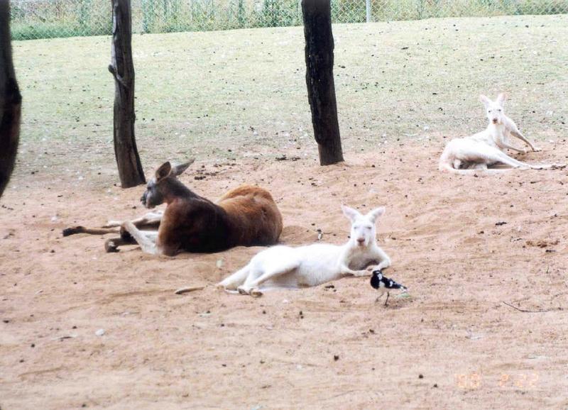 Red Kangaroo; DISPLAY FULL IMAGE.