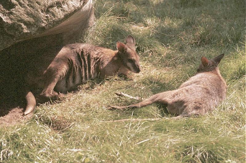 Frankfurt Zoo again - Rock Kangaroos having siesta...; DISPLAY FULL IMAGE.