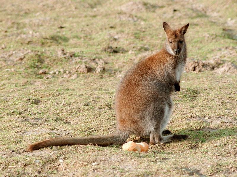 Pouch potato in Kruezen Animal park - Wallaby or Kangaroo? Please identify!; DISPLAY FULL IMAGE.