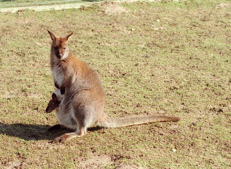 Pouch potato in Kruezen Animal park - Wallaby or Kangaroo? Please identify!; DISPLAY FULL IMAGE.