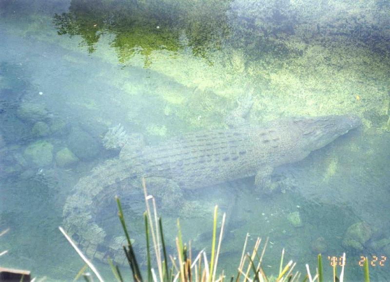 Crocodile --> Saltwater Crocodile (Crocodylus porosus); DISPLAY FULL IMAGE.