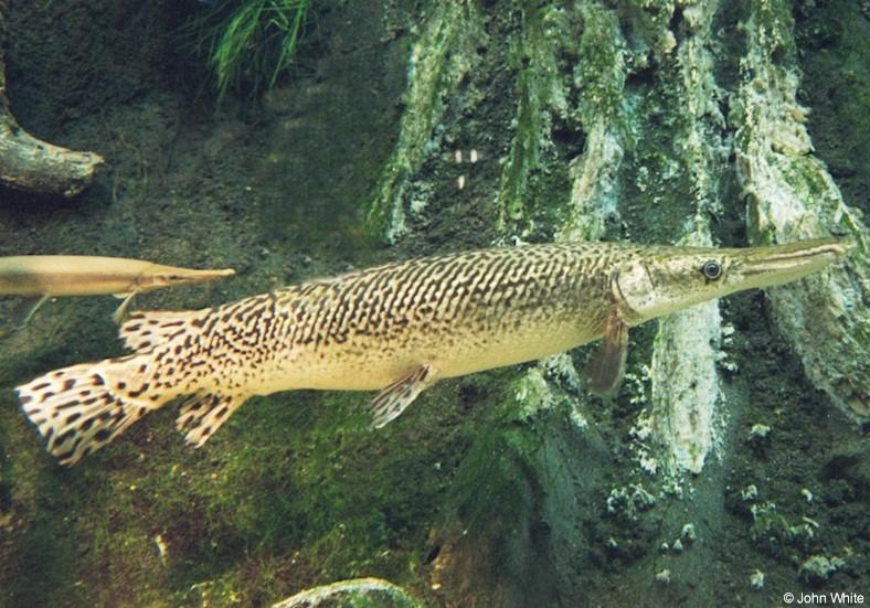 Short-nosed Gar; DISPLAY FULL IMAGE.