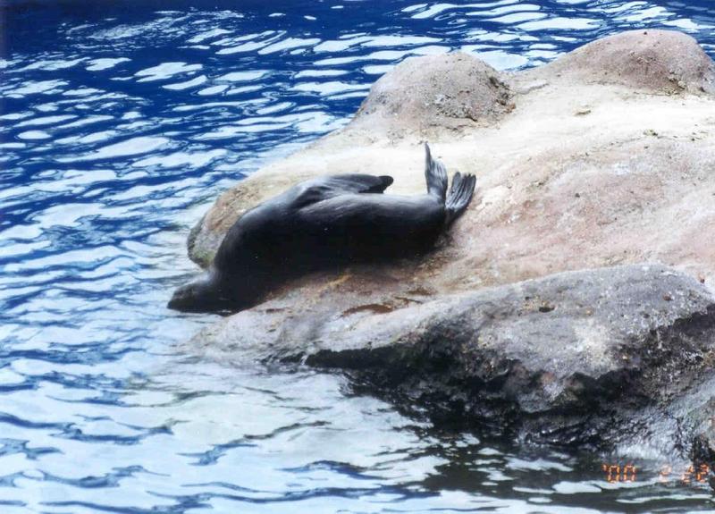 Sea Lion (1 image); DISPLAY FULL IMAGE.