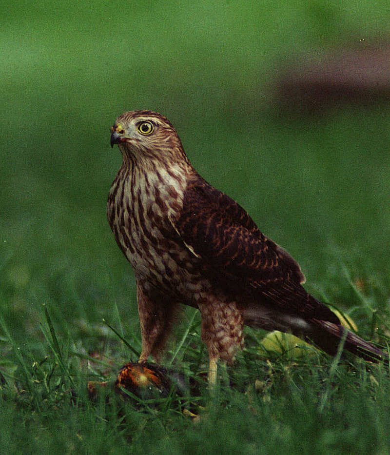 Backyard Sharpy; DISPLAY FULL IMAGE.