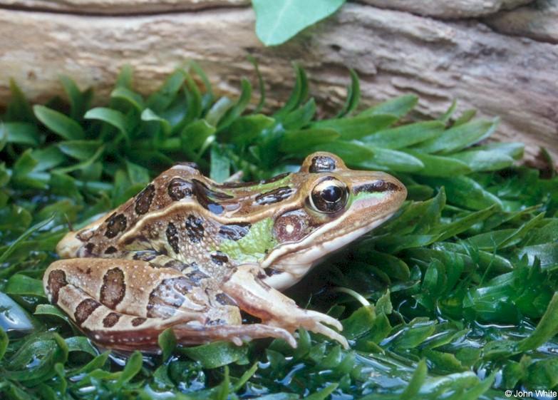 Southern leopard frog (Rana sphenocephala)2; DISPLAY FULL IMAGE.