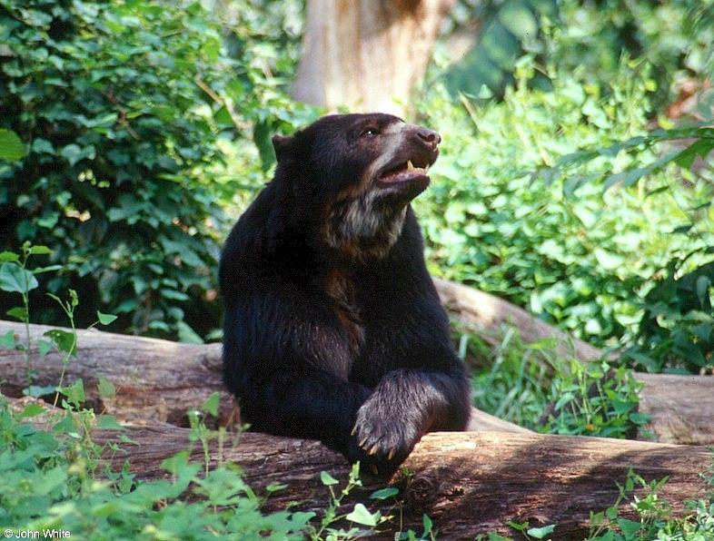 Spectacled Bear IV; DISPLAY FULL IMAGE.