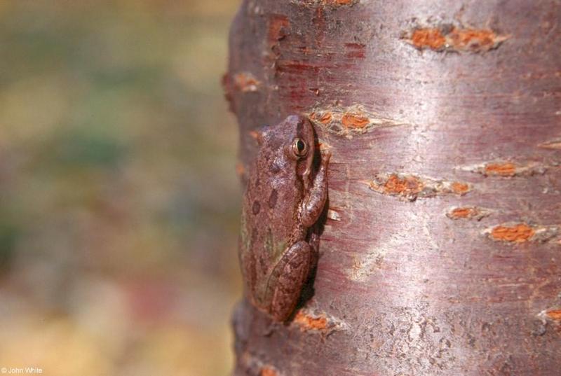 Squirrel Treefrog (Hyla squirella) #1; DISPLAY FULL IMAGE.